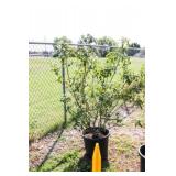 Red Tip Photinia Bush