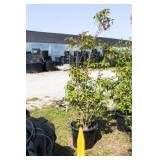 Red Tip Photinia Bush