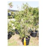 Red Tip Photinia Bush