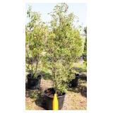 Red Tip Photinia Bush