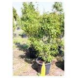 Red Tip Photinia Bush
