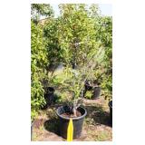 Red Tip Photinia Bush