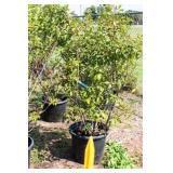 Red Tip Photinia Bush