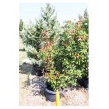 Red Tip Photinia Bush