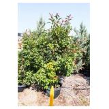Red Tip Photinia Bush