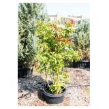 Red Tip Photinia Bush