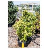 Red Tip Photinia Bush