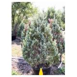 Wichita Blue Juniper