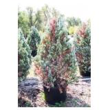 Wichita Blue Juniper