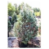 Wichita Blue Juniper