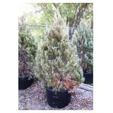 Wichita Blue Juniper