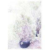 Wichita Blue Juniper