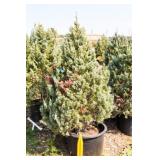 Wichita Blue Juniper