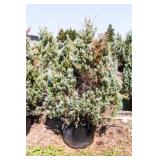 Wichita Blue Juniper