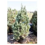 Wichita Blue Juniper