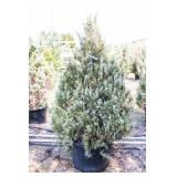 Wichita Blue Juniper