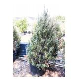 Wichita Blue Juniper