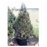 Wichita Blue Juniper