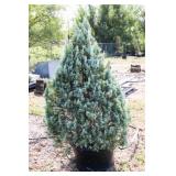 Wichita Blue Juniper