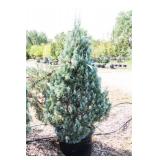 Wichita Blue Juniper