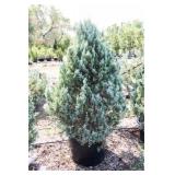Wichita Blue Juniper