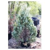 Wichita Blue Juniper