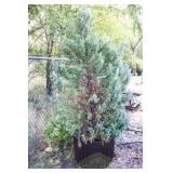 Wichita Blue Juniper