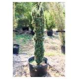 Red Berries Hicks Yew Hedge