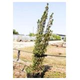 Red Berries Hicks Yew Hedge