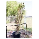 Red Berries Hicks Yew Hedge