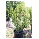 Red Berries Hicks Yew Hedge