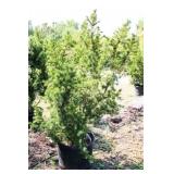 Red Berries Hicks Yew Hedge