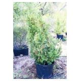 Red Berries Hicks Yew Hedge