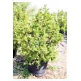 Red Berries Hicks Yew Hedge