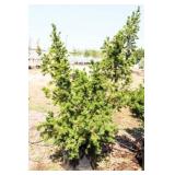 Red Berries Hicks Yew Hedge