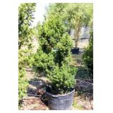 Red Berries Hicks Yew Hedge