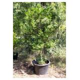 Nellie R Stevens Holly