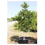 Nellie R Stevens Holly