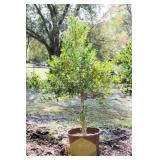 Nellie R Stevens Holly