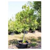 Nellie R Stevens Holly