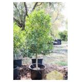 Nellie R Stevens Holly