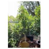 Nellie R Stevens Holly