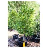 Nellie R Stevens Holly