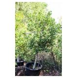 Nellie R Stevens Holly