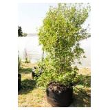 Nellie R Stevens Holly