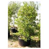 Nellie R Stevens Holly