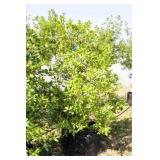 Nellie R Stevens Holly