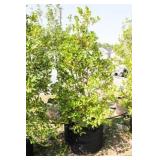 Nellie R Stevens Holly