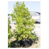 Nellie R Stevens Holly