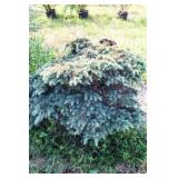 Spreading Deadora Cedar